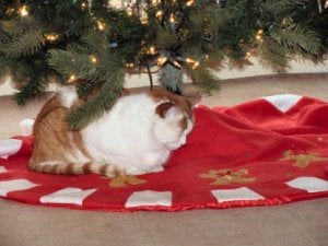 Christmas Nap.jpg