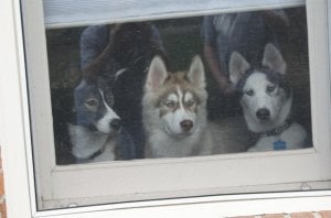 dogsinwindow.jpg