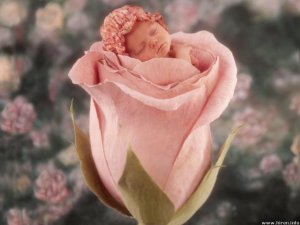 little-cute-baby-in-pink-rose.jpg