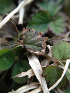 weedinyardmacro.jpg