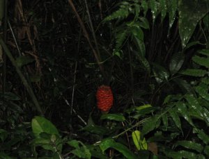 jungle3 sm.jpg
