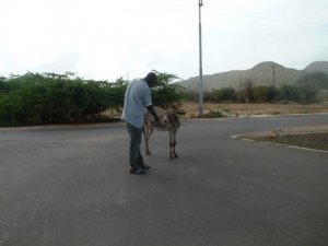 friendlydonkey.JPG