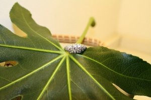 IMG_0586.JPG
