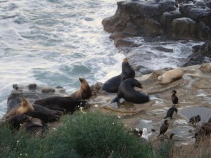 sealions.jpg