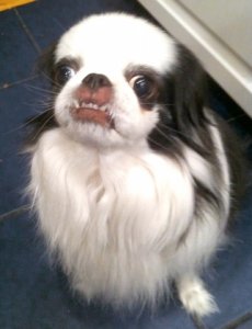 chin.JPG