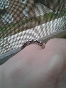 IMG_20120218_164037.jpg