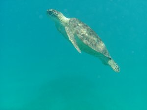 turtle1.jpg