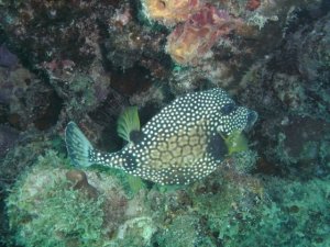 trunkfish1.jpg