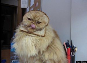 cat breading.jpg cat breading.jpg
