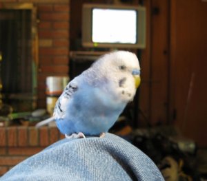 Bird7691.JPG