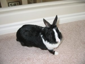 bunny1.jpg