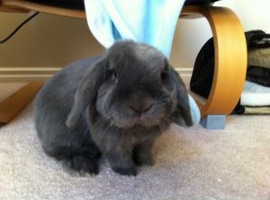 bunny2.jpg