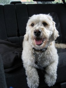 dog.jpg