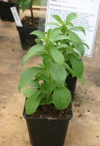 411px-Stevia-rebaudiana-total.JPG.jpeg
