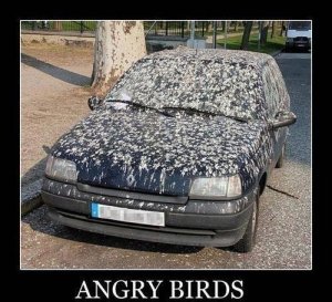 angry birds.jpg