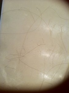 hair.JPG