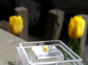fctulip.jpg