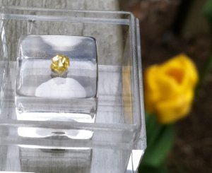 fctulip2.jpg