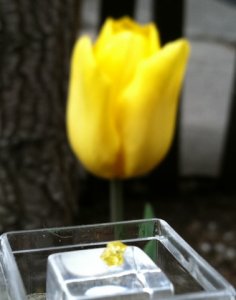 fctulip3.jpg