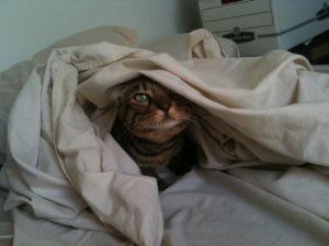 IMG_0928.jpg