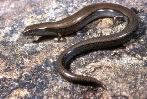 1_Three_toed_skink__photo_courtesy_Mark_Hutchinson__SA_Museum.jpg