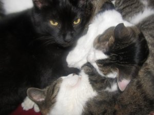 meow.jpg