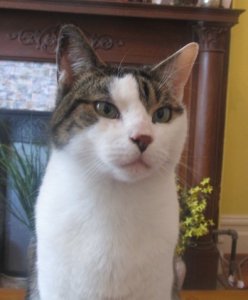Petercat.jpg