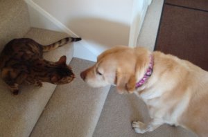 blossom and gracie.jpg
