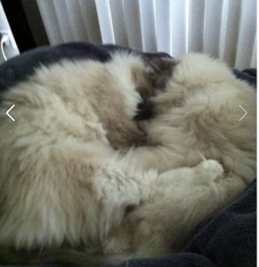 cats before.JPG