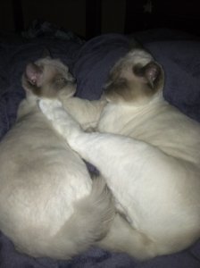 cats after.JPG