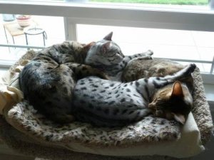 spoonin' and moonin'.jpg
