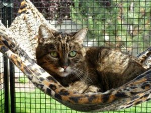 maggiehammock.jpg