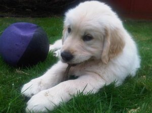 riley12wks.JPG