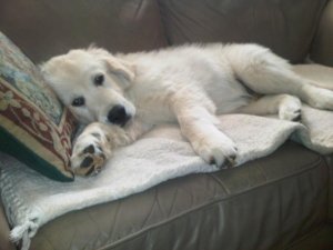 riley14wks.JPG
