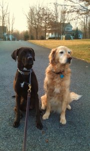The Sit-Stay command in tandem.jpg