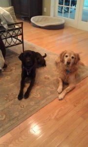 Pups outside bathrm door.jpg