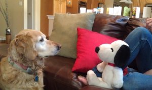 Bella & Snoopy stare down.jpg