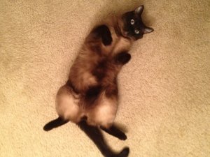Einstein Belly.jpg