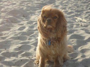 beach2.jpg