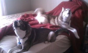 yellingpups.jpg