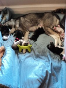 pupsforps.jpg