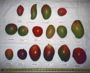 mangopalooza.jpg mangopalooza.jpg