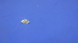 IMG_1137.JPG