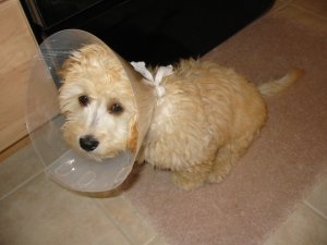 auggiecone.jpg