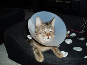 Tommy's Cone of Silence.jpg