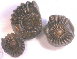 german ammonite copy 2.jpg