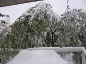 icewine3.JPG