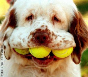 dogballs.jpg