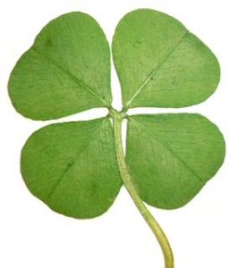 clover.JPG