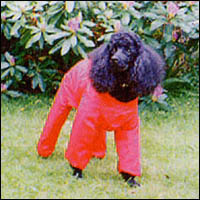 doginsuit.jpg